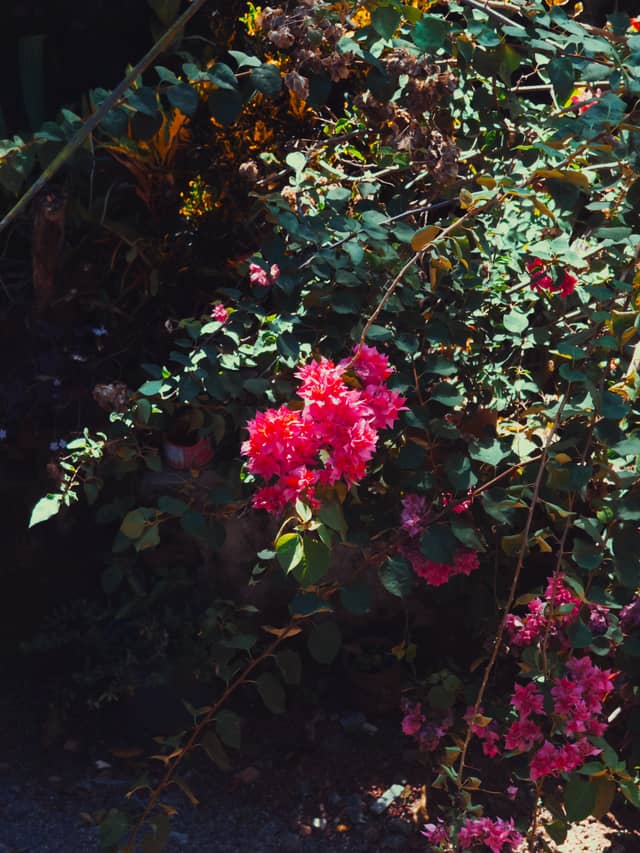 Kottayam Bougainvillea Garden - Image 1