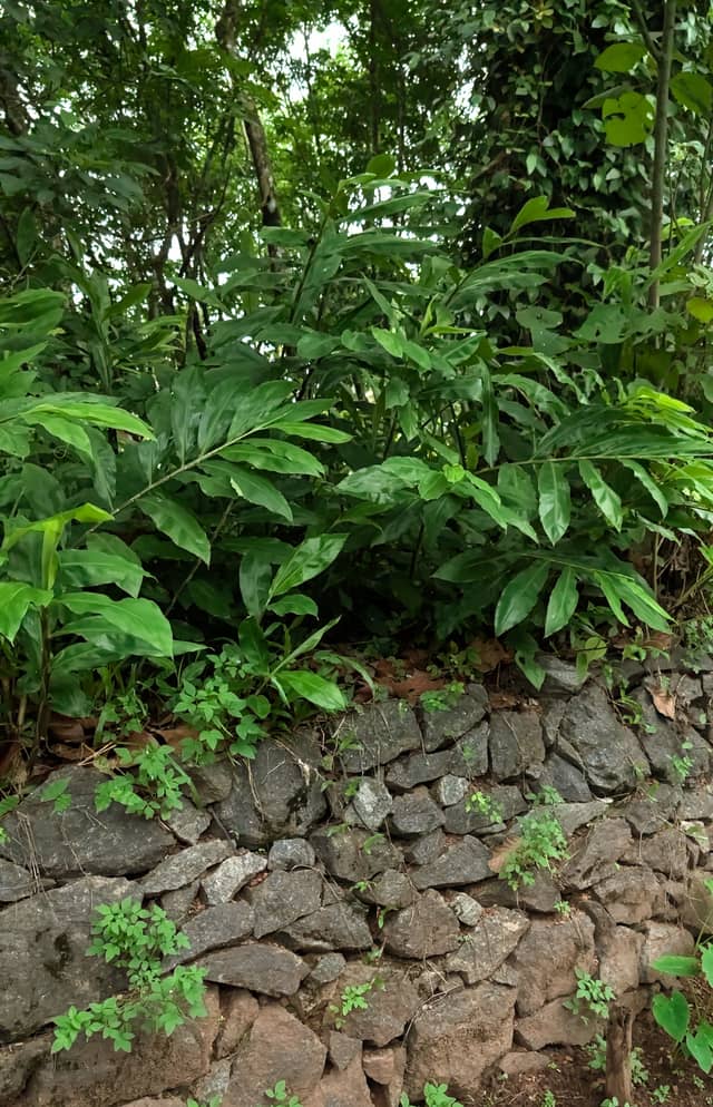 Nedumangad Rural Greenery - Image 1