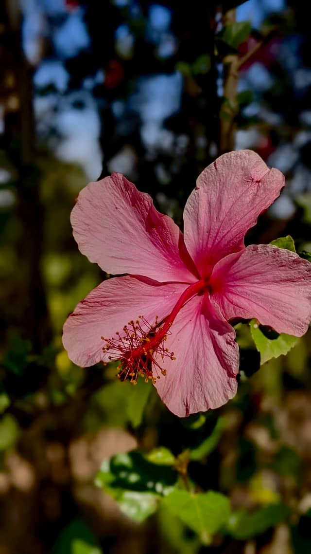 Tropical Garden in Kerala - Image 1