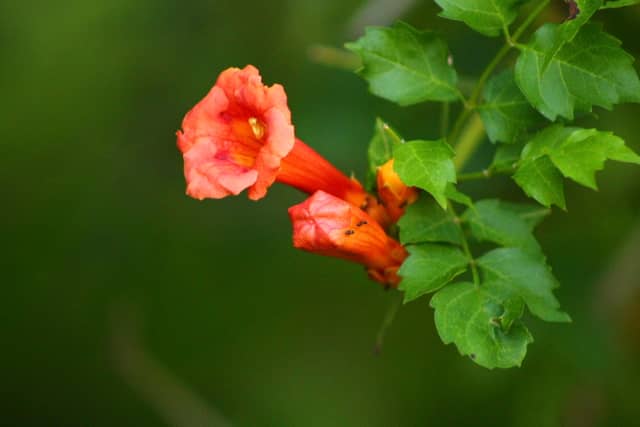 Lebanon Junction Garden Blooms - Image 1