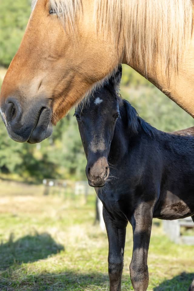 Bodenburg Loop Horse Farm - Image 1