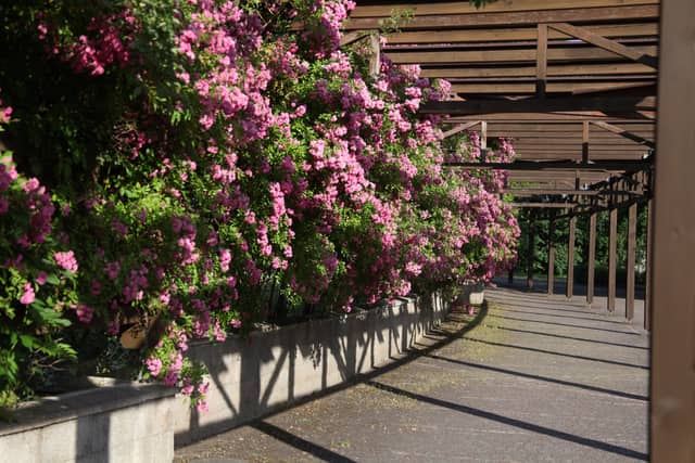 Rose Pergola in Františkovy Lázně - Image 1