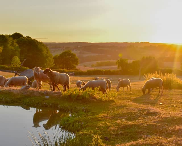 Meuzac Countryside Pasture - Image 1