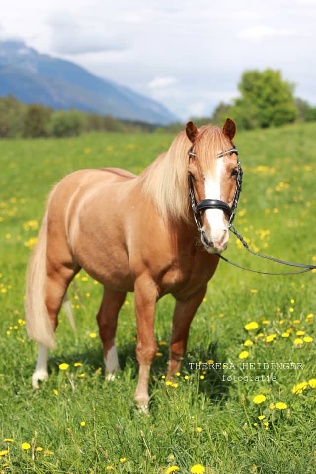 Sistrans Alpine Pastures - Image 1