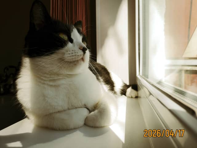 Sunlit Window Cat Portrait - Image 1