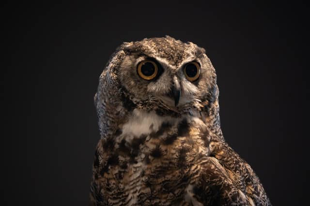 Lindsay Wildlife Experience - Image 1