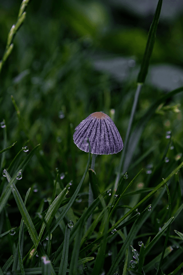 s-Heerenbroek Meadows Macro - Image 1