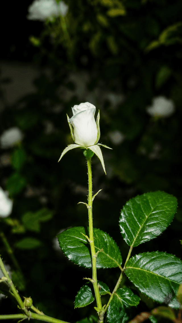 Gorgan Botanical Garden - Image 1