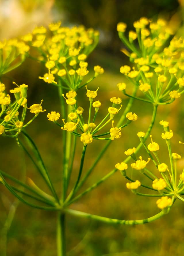 Paud Road Botanical Detail - Image 1