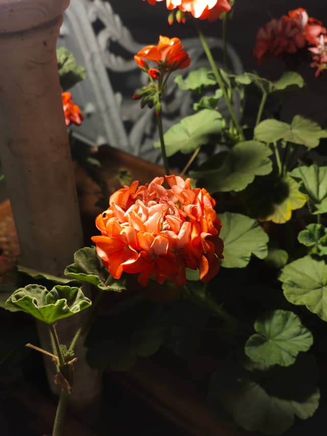 Mahatma Phule Road Floral Garden - Image 1