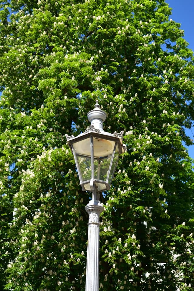 Poppelsdorfer Allee - Image 1