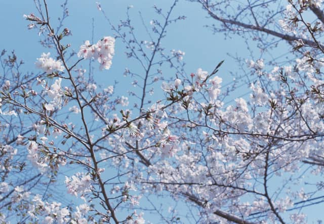 Sakai Cherry Blossoms - Image 1