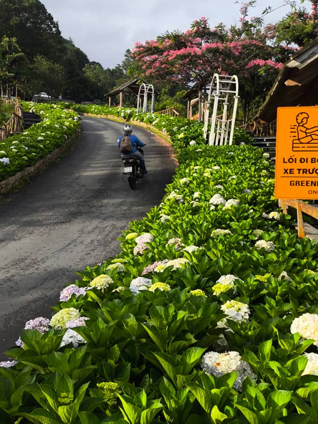 Hydrangea Path at Datanla Falls - Image 1