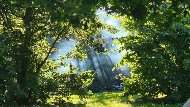 Bouchemaine Woodland Sunbeams - Image 1