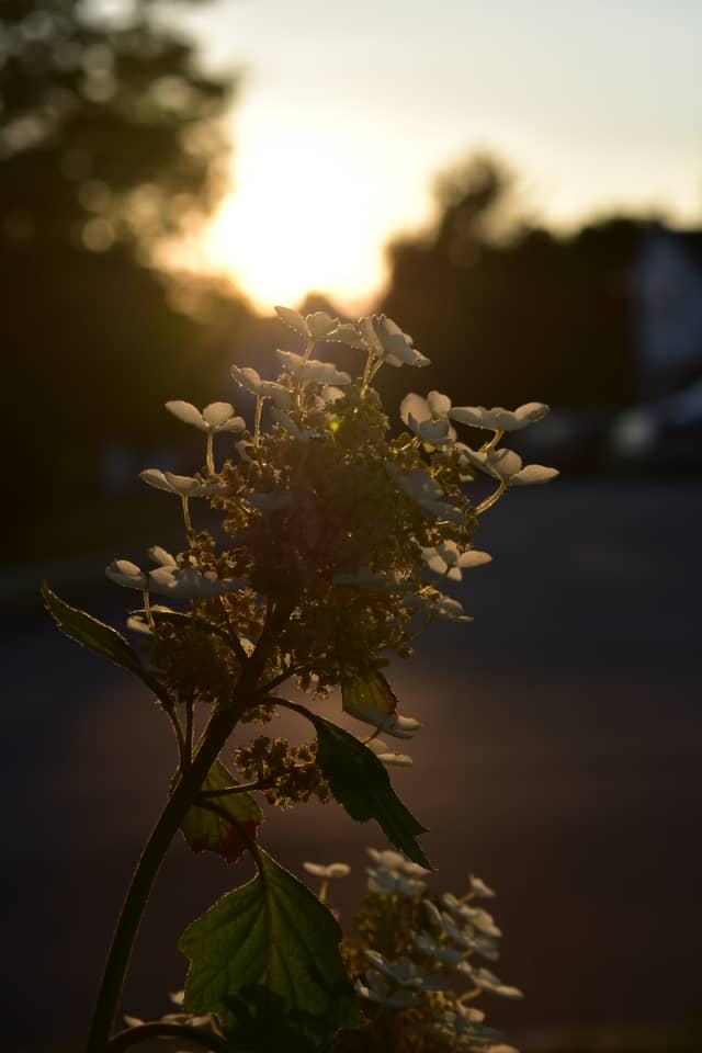 Limerick Garden Sunset - Image 1