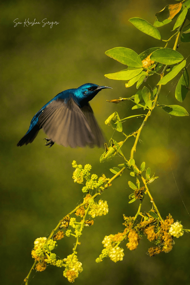 Guntur Countryside Birding Spot - Image 1