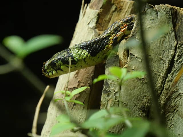 Tama Zoological Park - Image 1