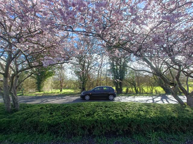 Blossom Road in Argentan - Image 1