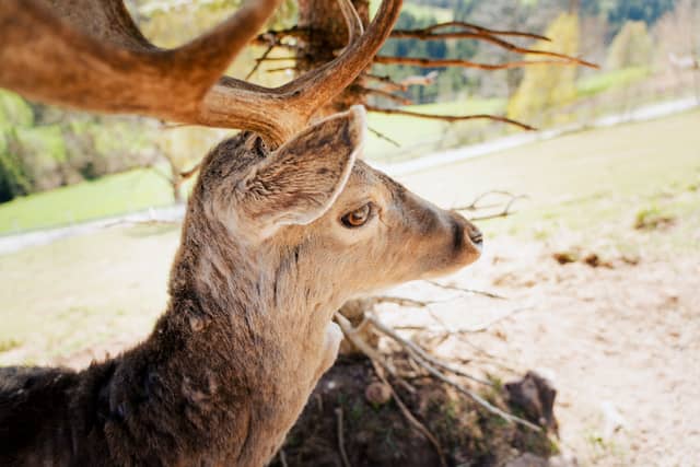 Montiggl Forest Wildlife Enclosure - Image 1