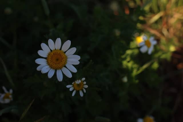 Dağakçaköy Wildflower Fields - Image 1