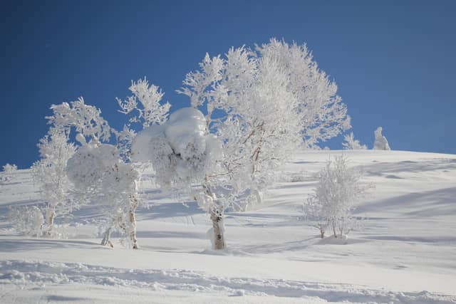Niseko Annupuri Snow Fields - Image 1