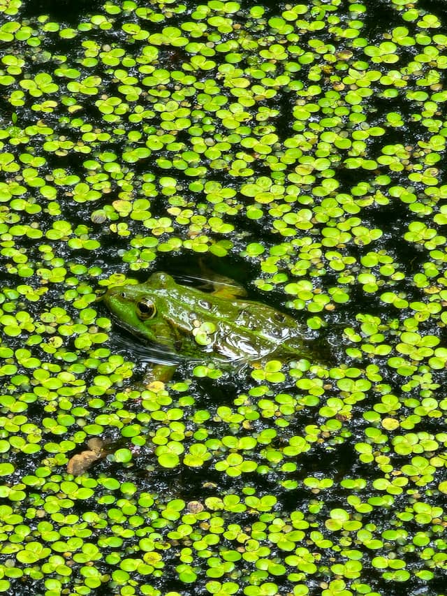 Saône River Wetlands - Image 1