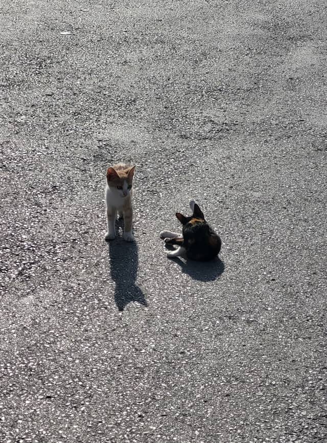 Hammamet Street Cats - Image 1