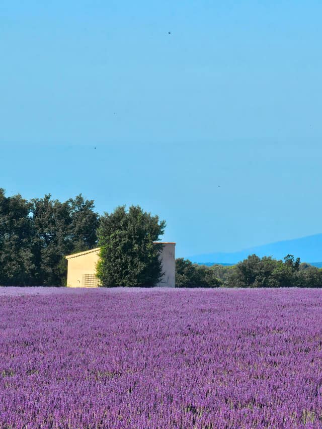 Lavender Fields of Riez - Image 1
