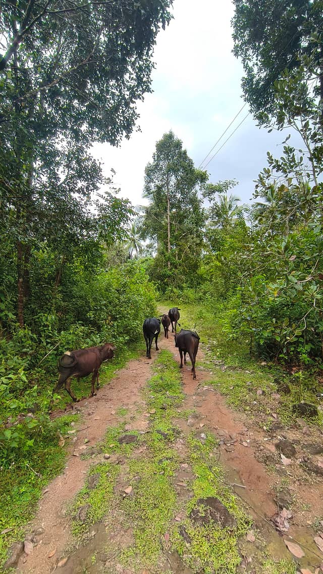 Mangaluru Countryside Trail - Image 1