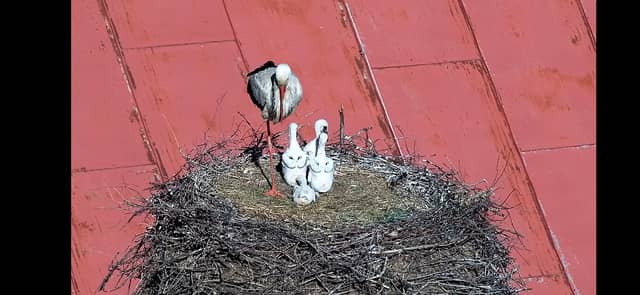 Vikartovce Stork Nest - Image 1