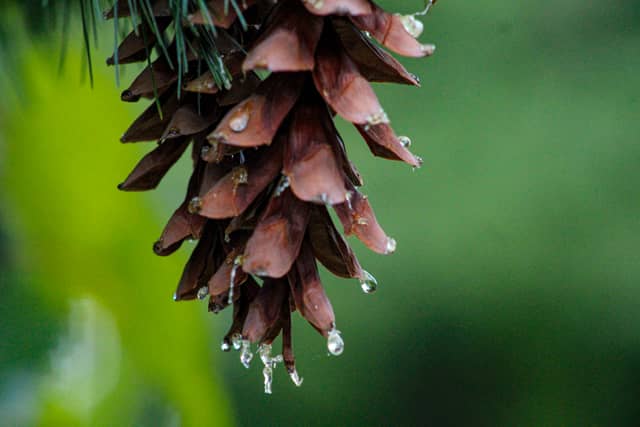 Bridgewater Nature Macro - Image 1