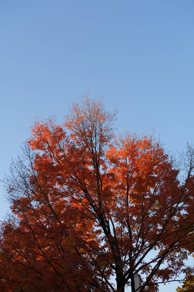 Ossining Autumn Foliage - Image 1