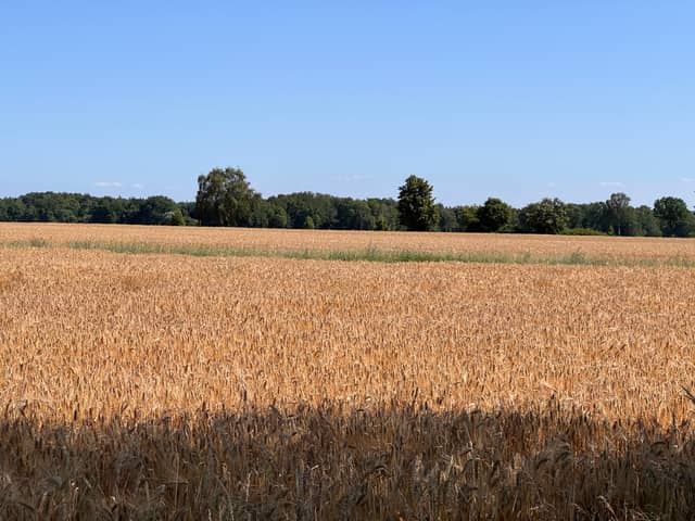 Schneverdingen Farmland - Image 1