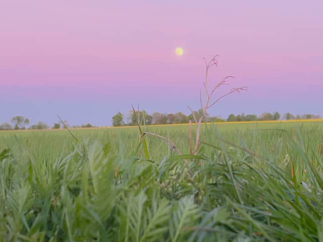 Schneverdingen Rural Meadows - Image 1