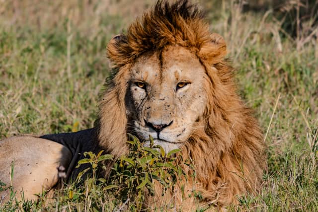 Ikoma Wildlife Management Area - Image 1
