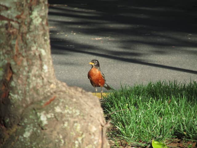 Stafford Residential Birding Spot - Image 1