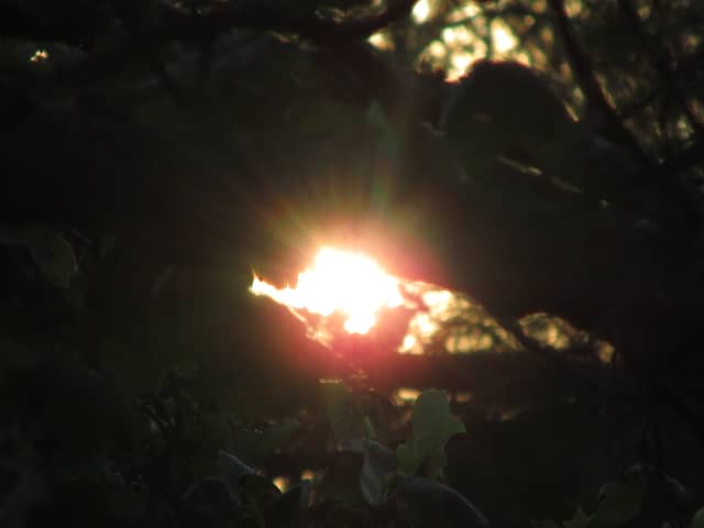 Stafford Woodland Sunburst - Image 1