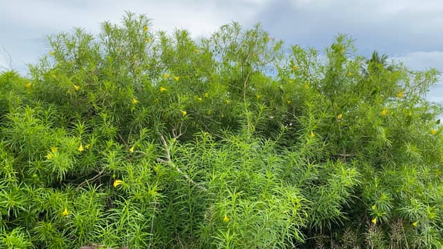 Escalante Coastal Thicket - Image 1