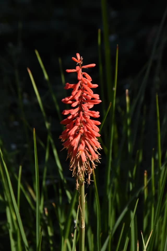 Chevreuse Valley Garden - Image 1