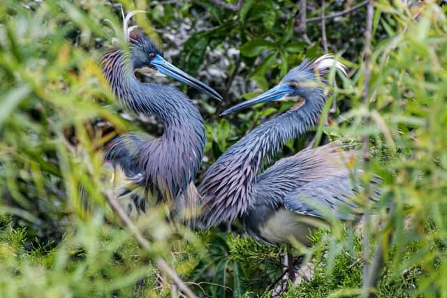 Sea Pines Forest Preserve - Image 1