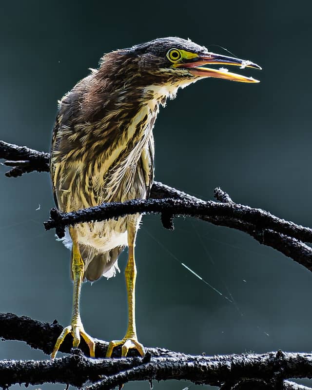Herb River Marshlands - Image 1