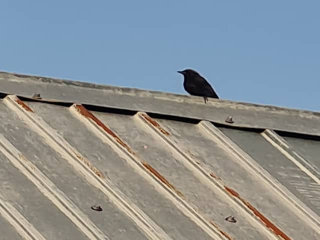 Bujor Village Rooftop - Image 1