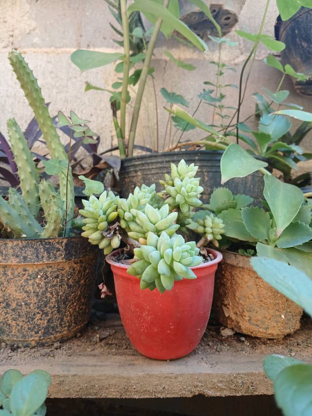 Barra Mansa Succulent Garden - Image 1