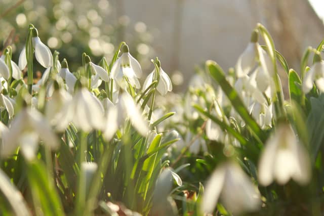 Snowdrop Fields of Tokorcs - Image 1