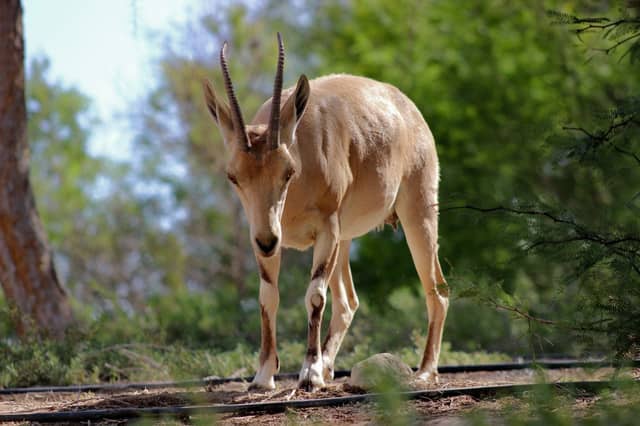 Jerusalem Biblical Zoo - Image 1