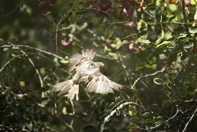 Al Qatif Garden Birding Spot - Image 1