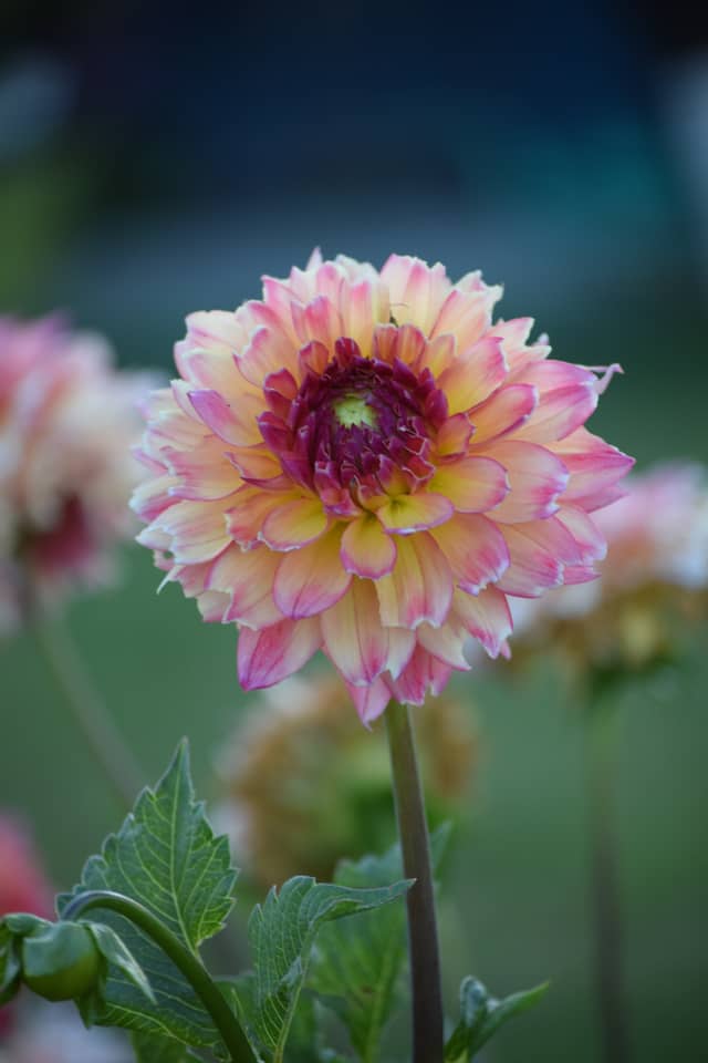Berrydale Avenue Garden - Image 1