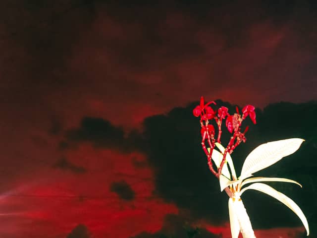 Rural Maharashtra Sunset Garden - Image 1
