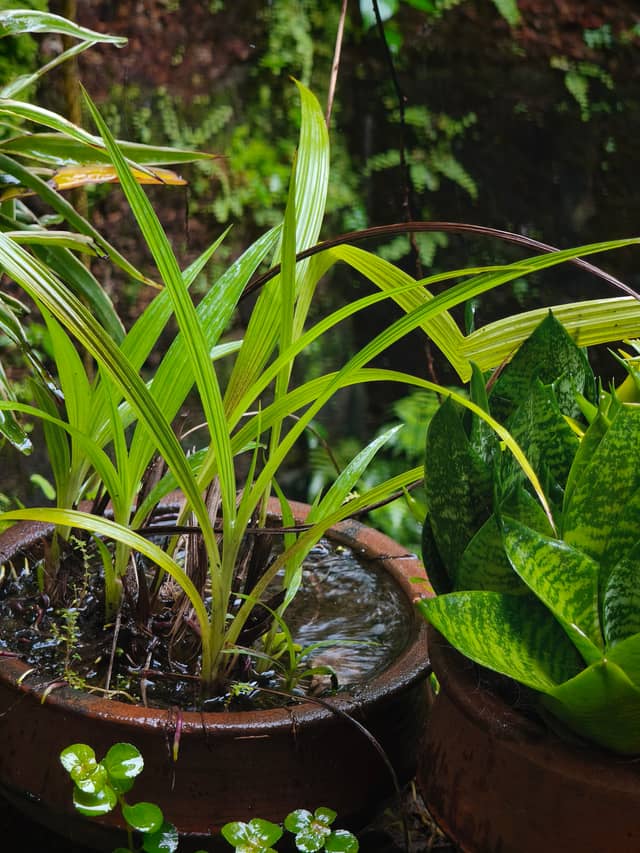Kannur Tropical Garden - Image 1