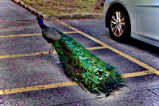 Peacock Terrace of Plano - Image 1